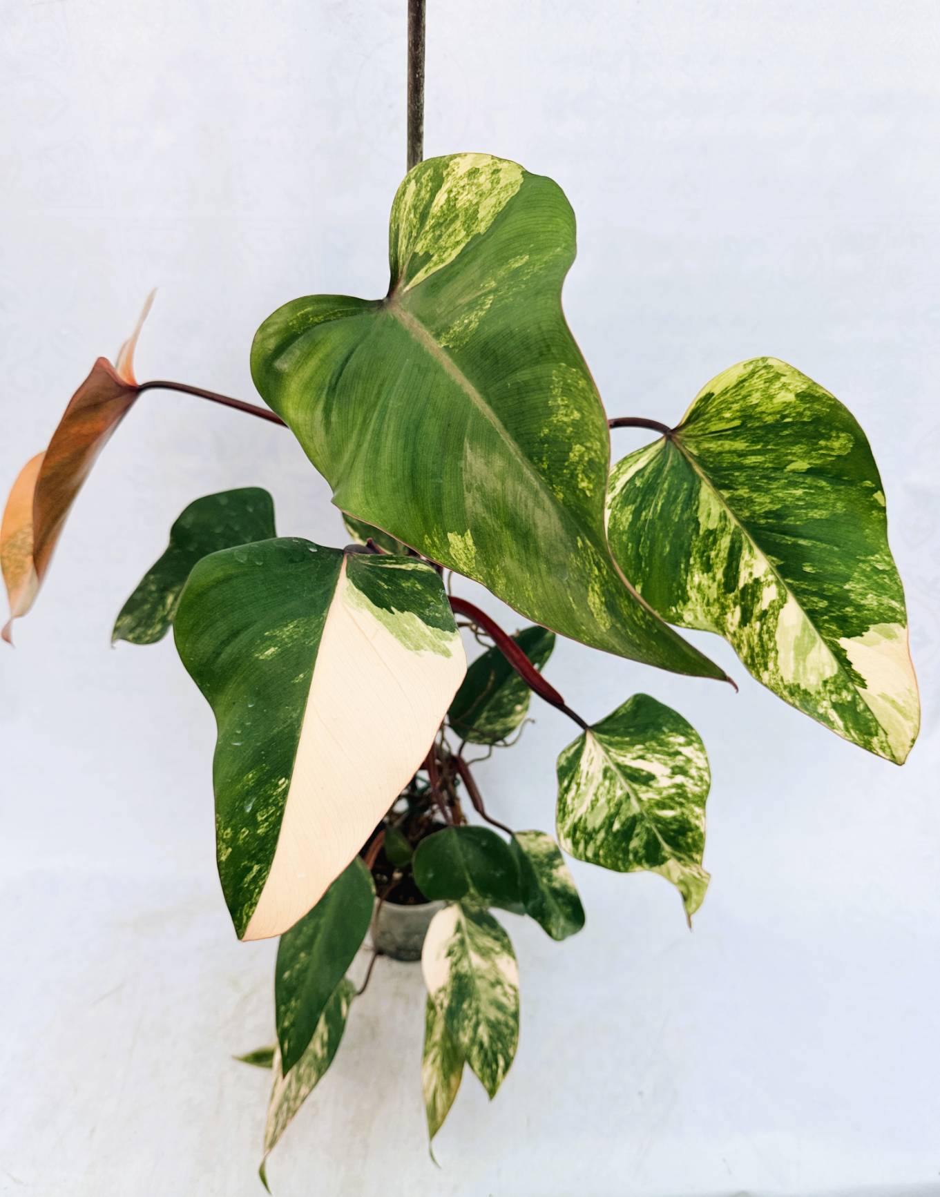 strawberry_shake_25-10-14-01