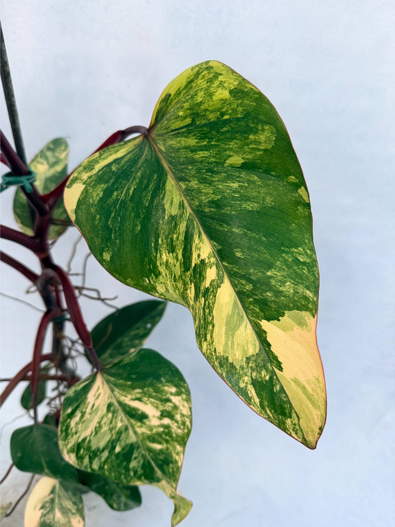 strawberry_shake_25-10-14-01