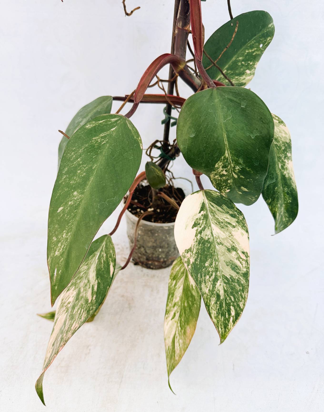 strawberry_shake_25-10-14-01