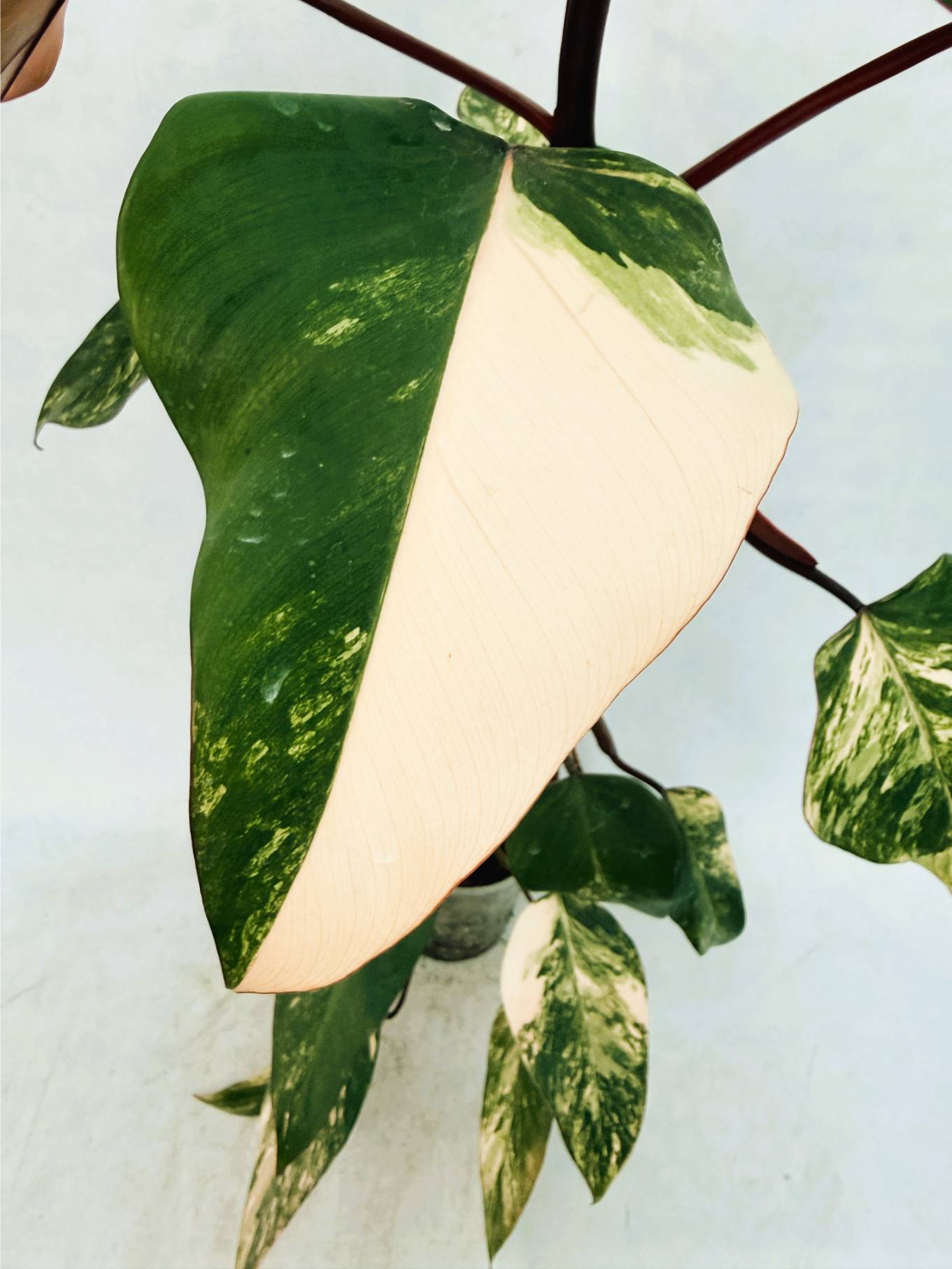 strawberry_shake_25-10-14-01