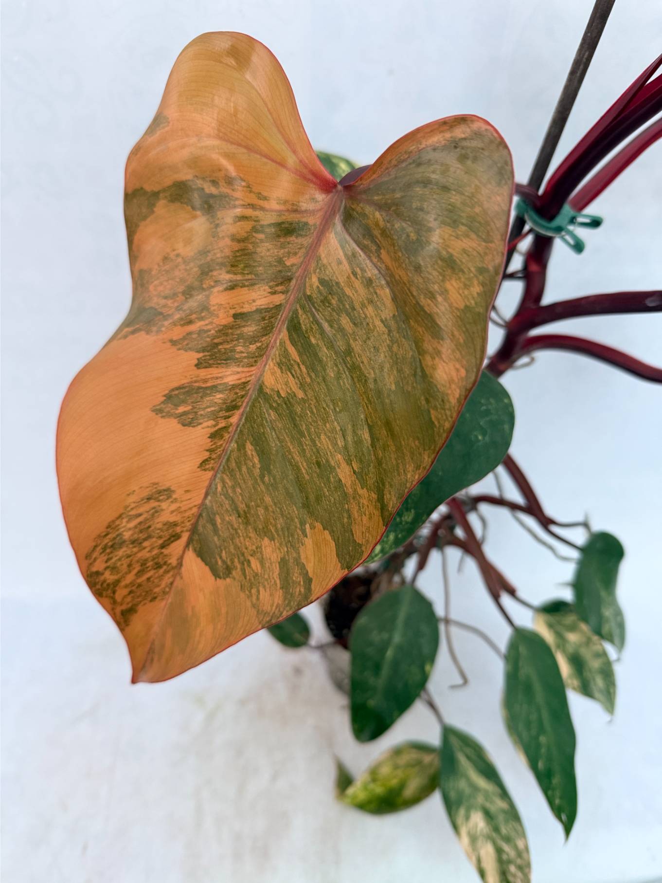 strawberry_shake_25-10-14-01