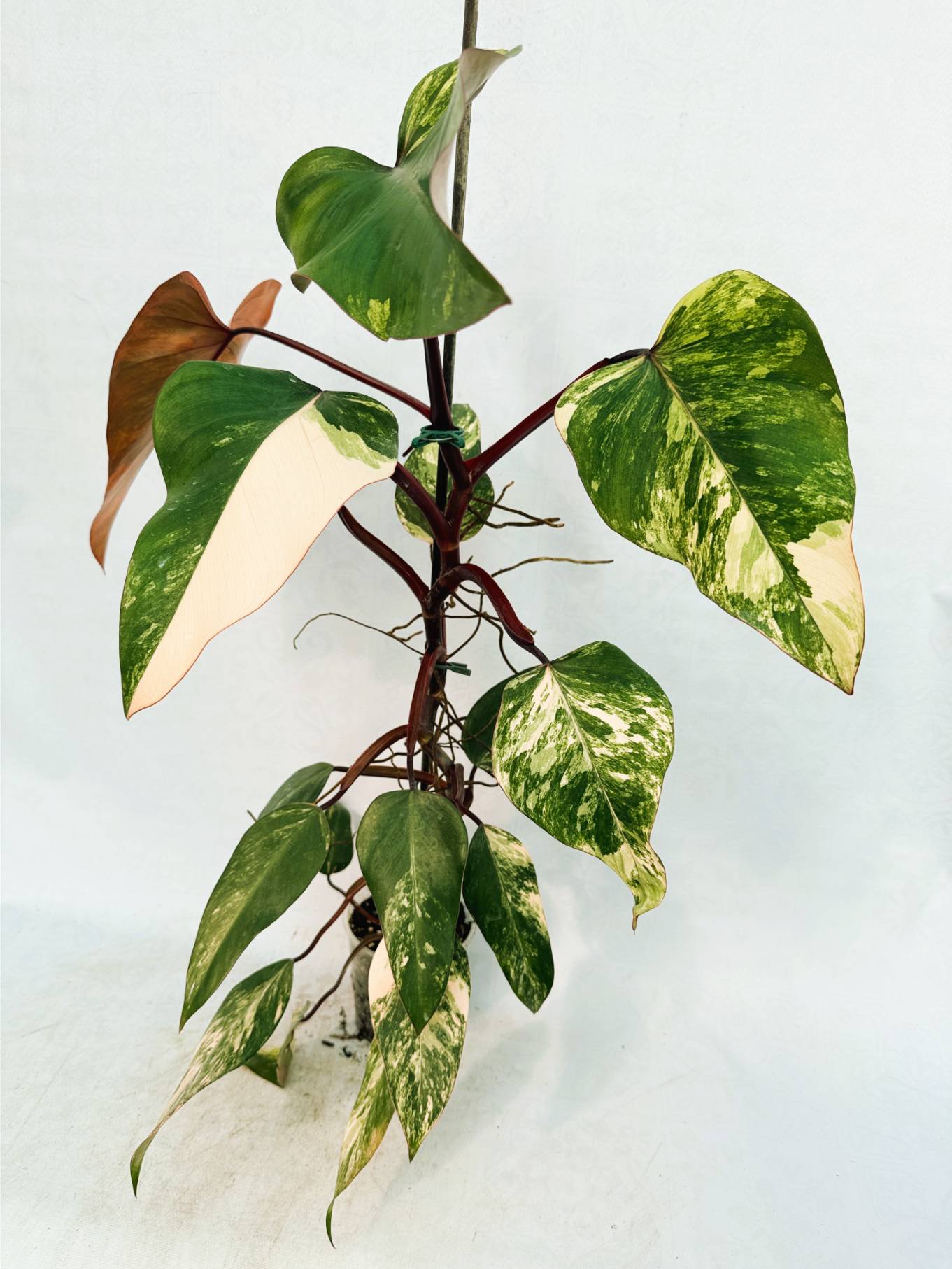 strawberry_shake_25-10-14-01