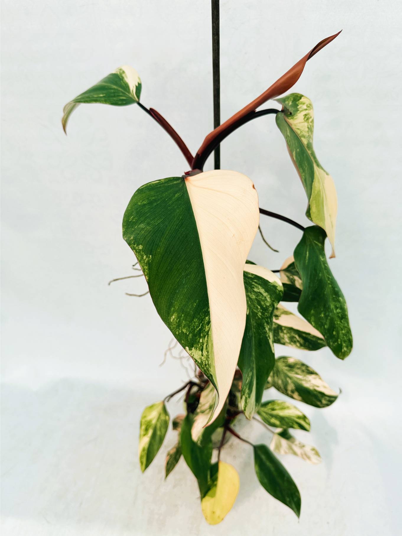 Philodendron Strawberry Shake variegata XL