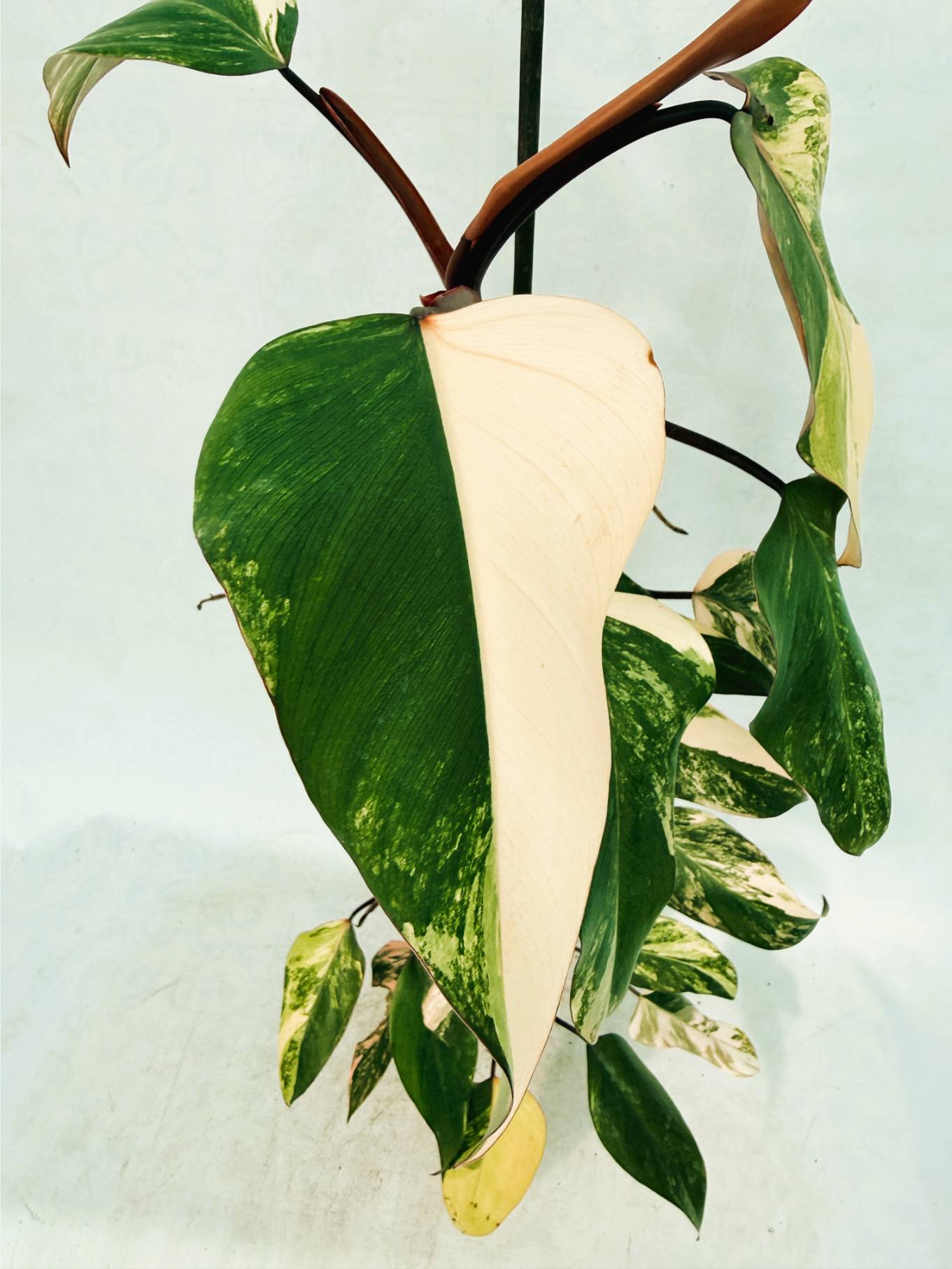 Philodendron Strawberry Shake variegata XL