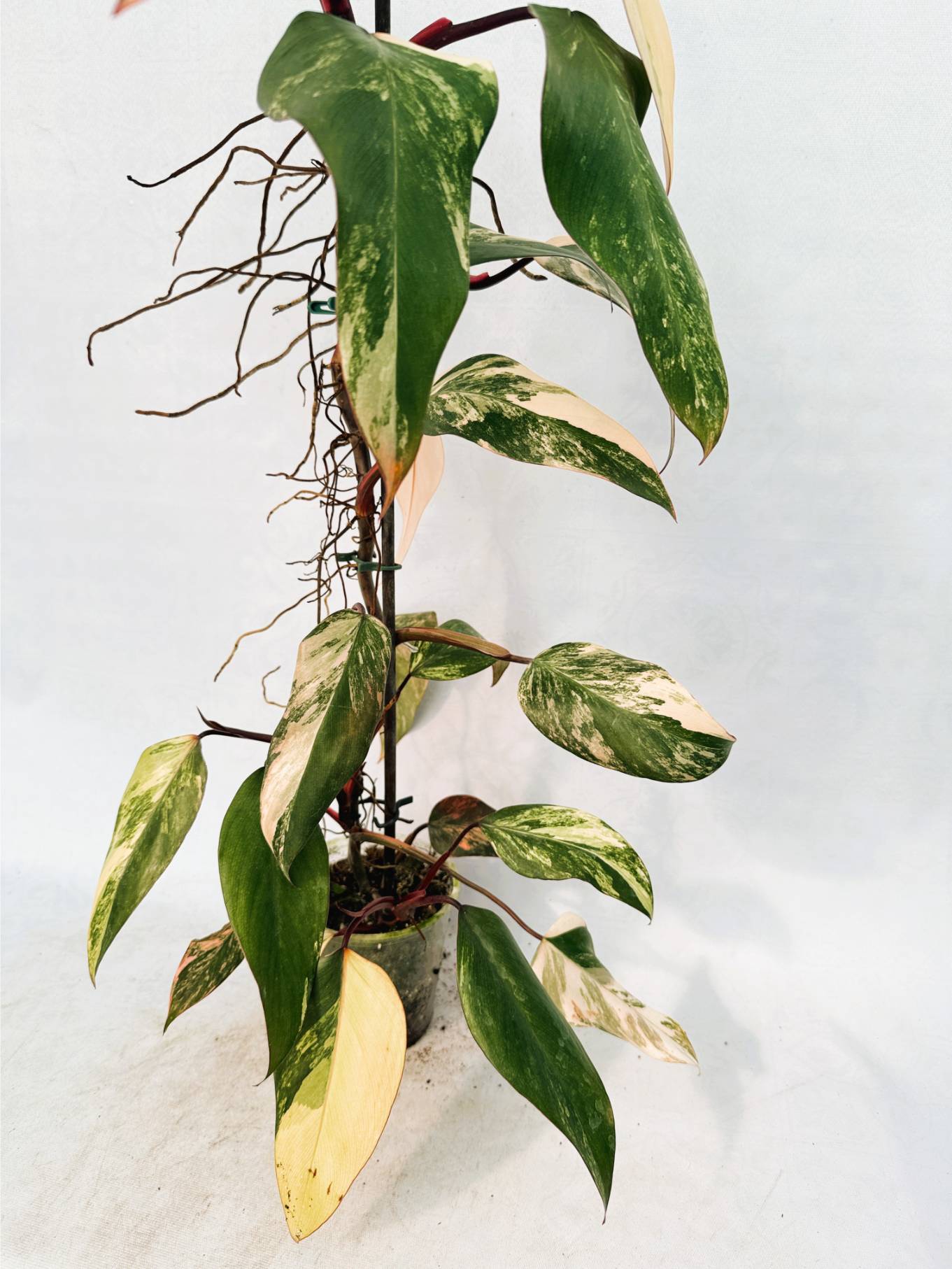 Philodendron Strawberry Shake variegata XL