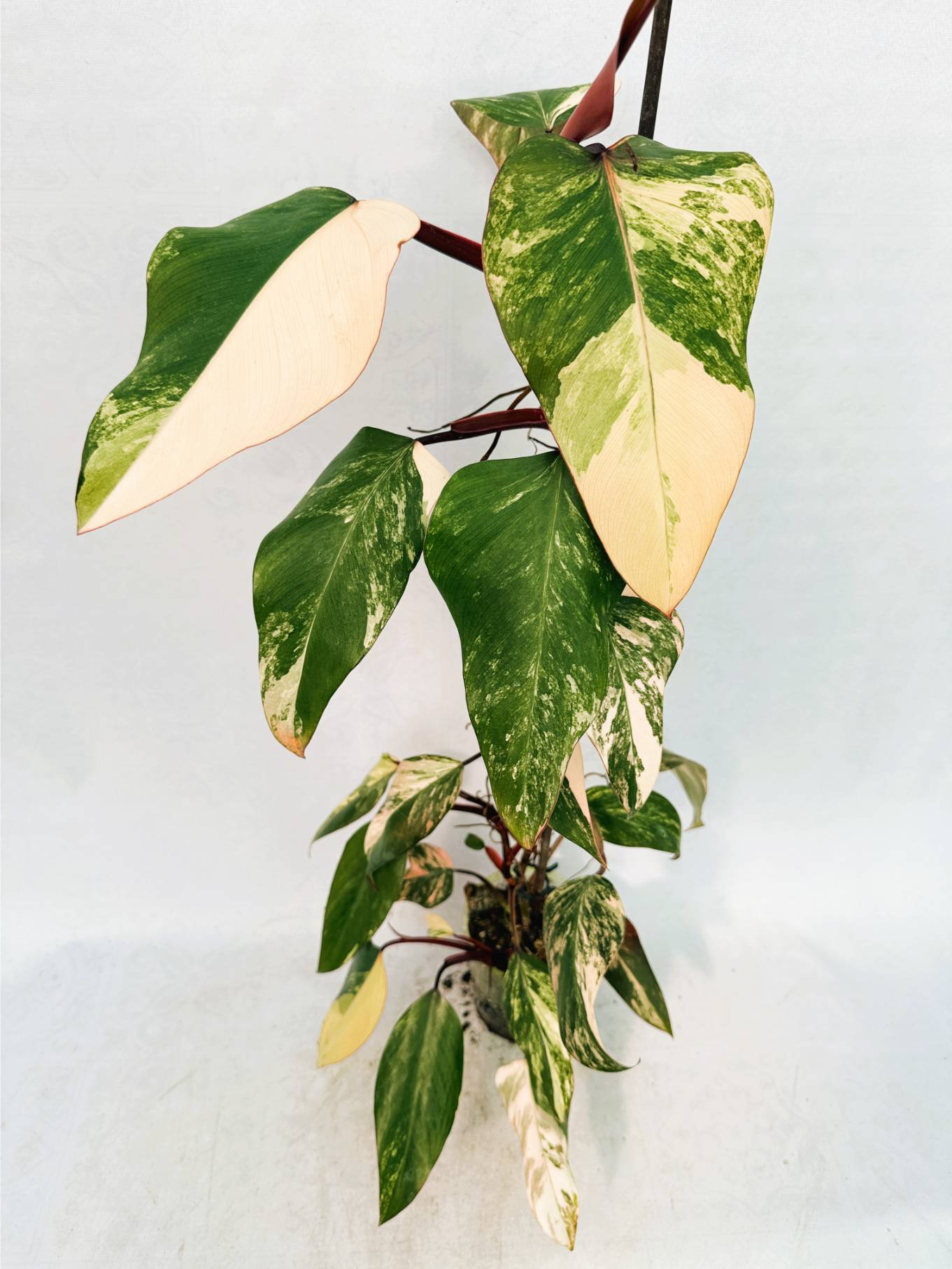 Philodendron Strawberry Shake variegata XL