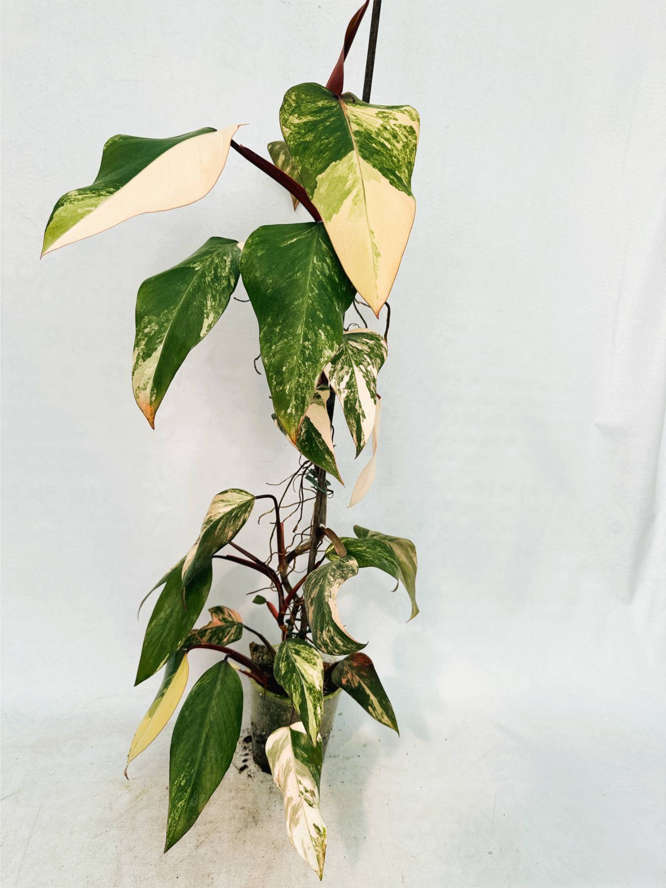 Philodendron Strawberry Shake variegata XL