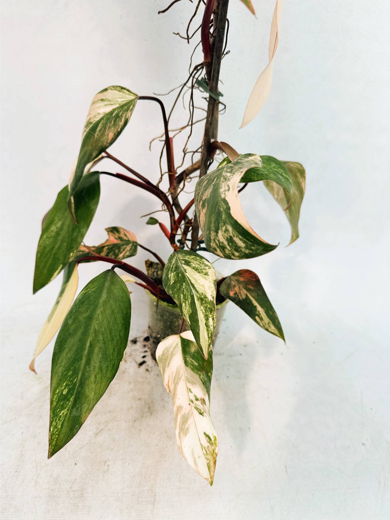 strawberry_shake_25-10-14-2