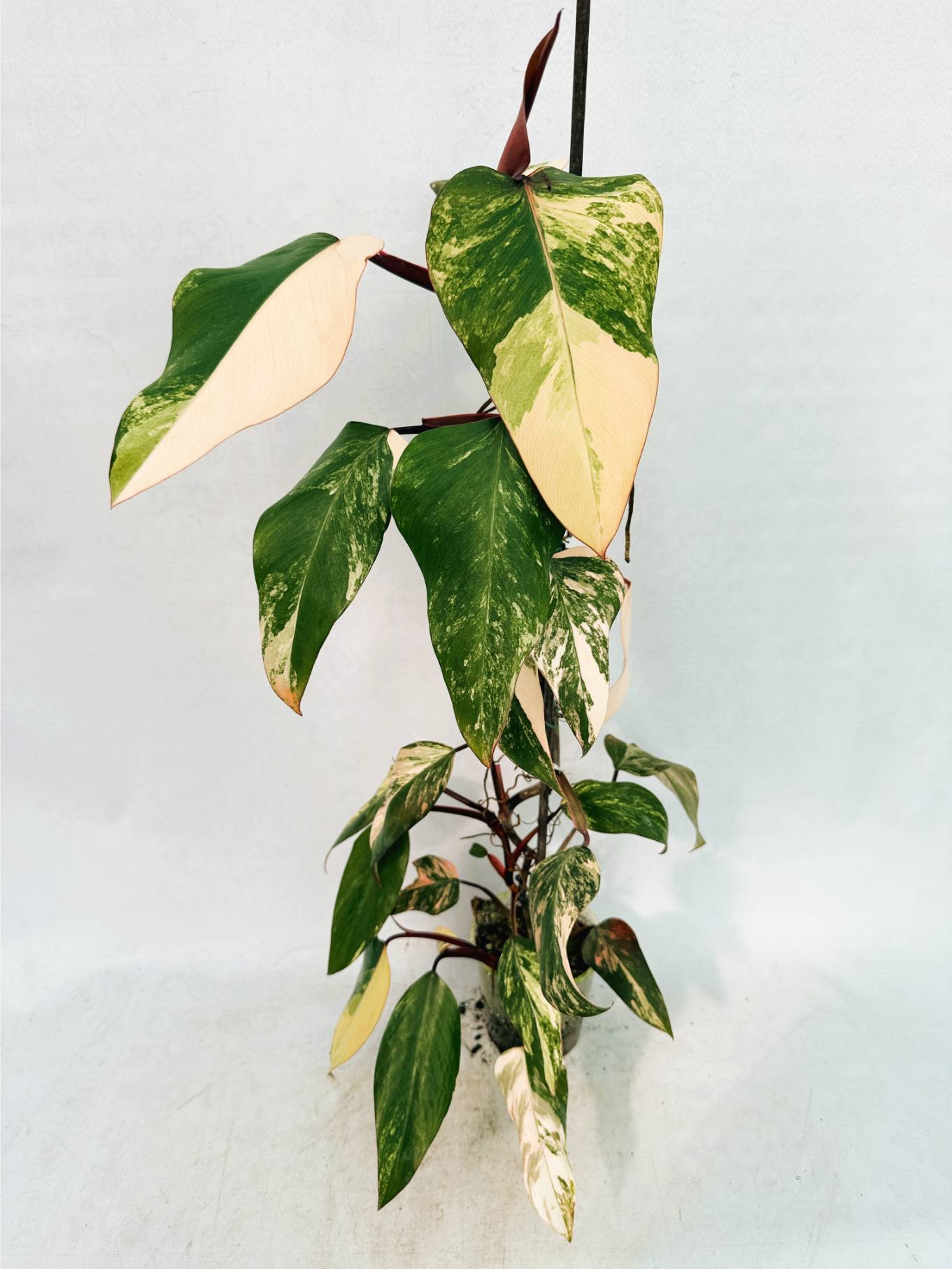 Philodendron Strawberry Shake variegata XL