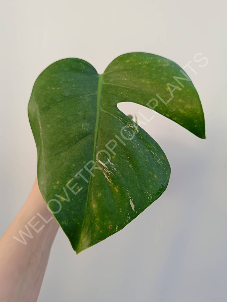 Cutting of monstera variegata