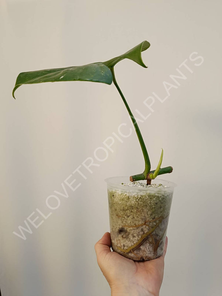 Cutting of monstera variegata