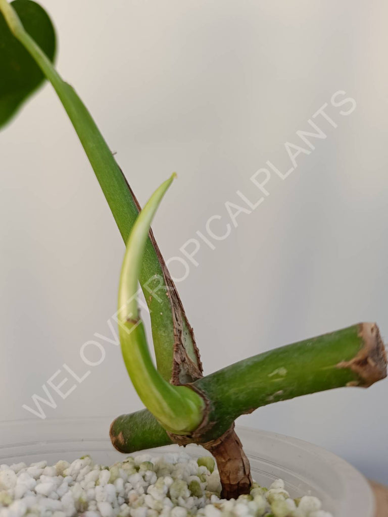 Cutting of monstera variegata