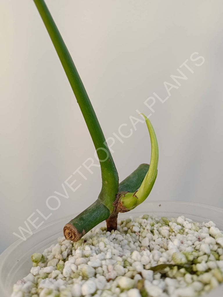 Cutting of monstera variegata