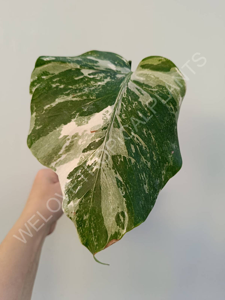 Cutting of monstera variegata