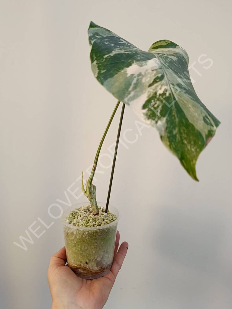 Cutting of monstera variegata