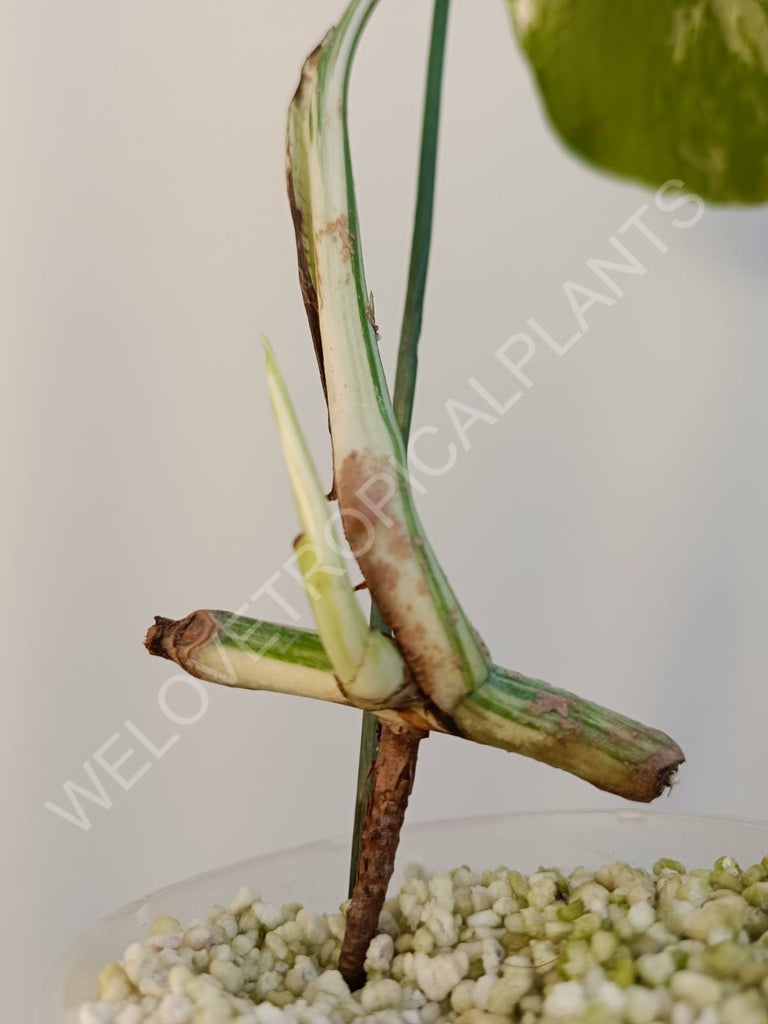 Cutting of monstera variegata