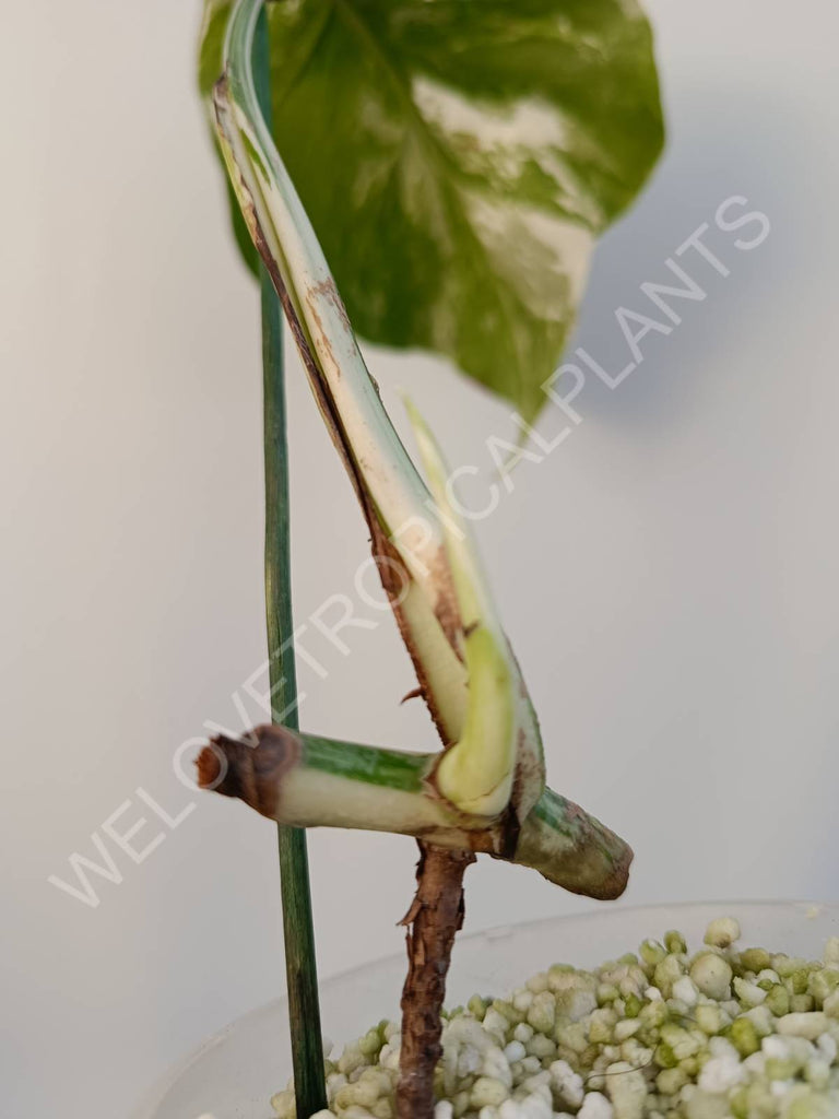 Cutting of monstera variegata