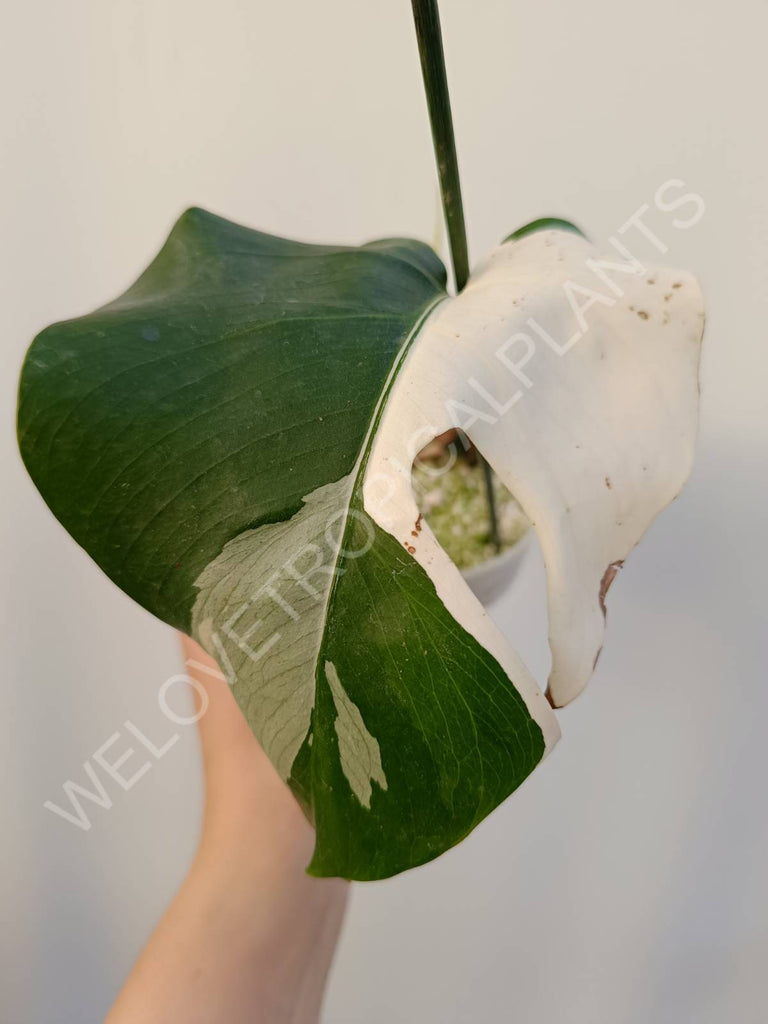 Cutting of monstera variegata