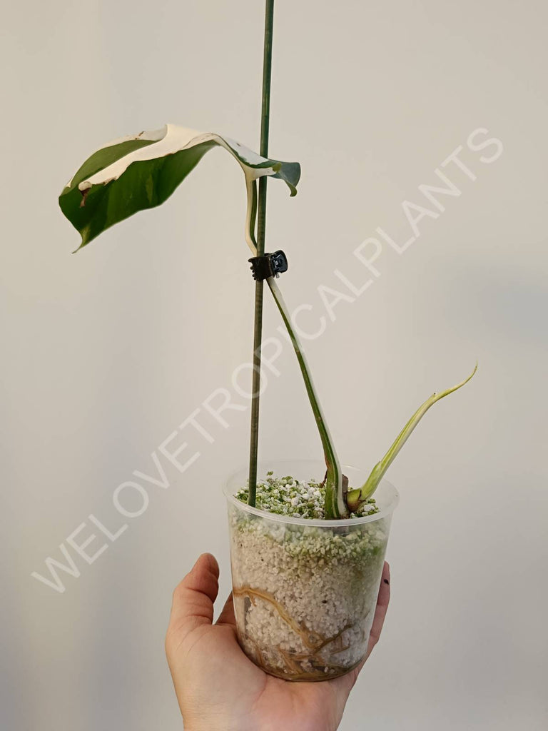 Cutting of monstera variegata