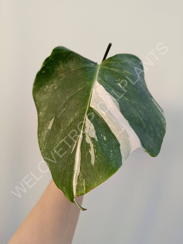 Cutting of monstera variegata