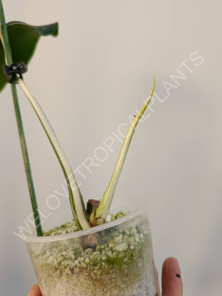 Cutting of monstera variegata