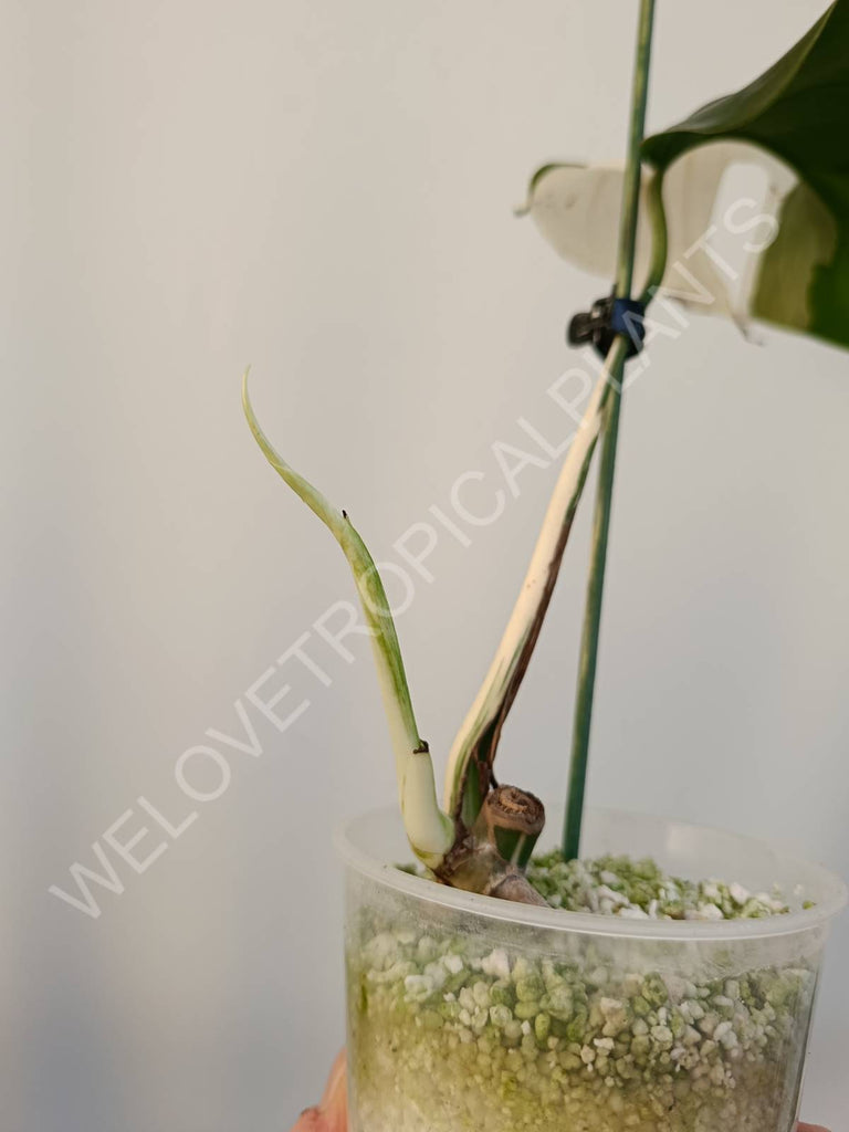 Cutting of monstera variegata