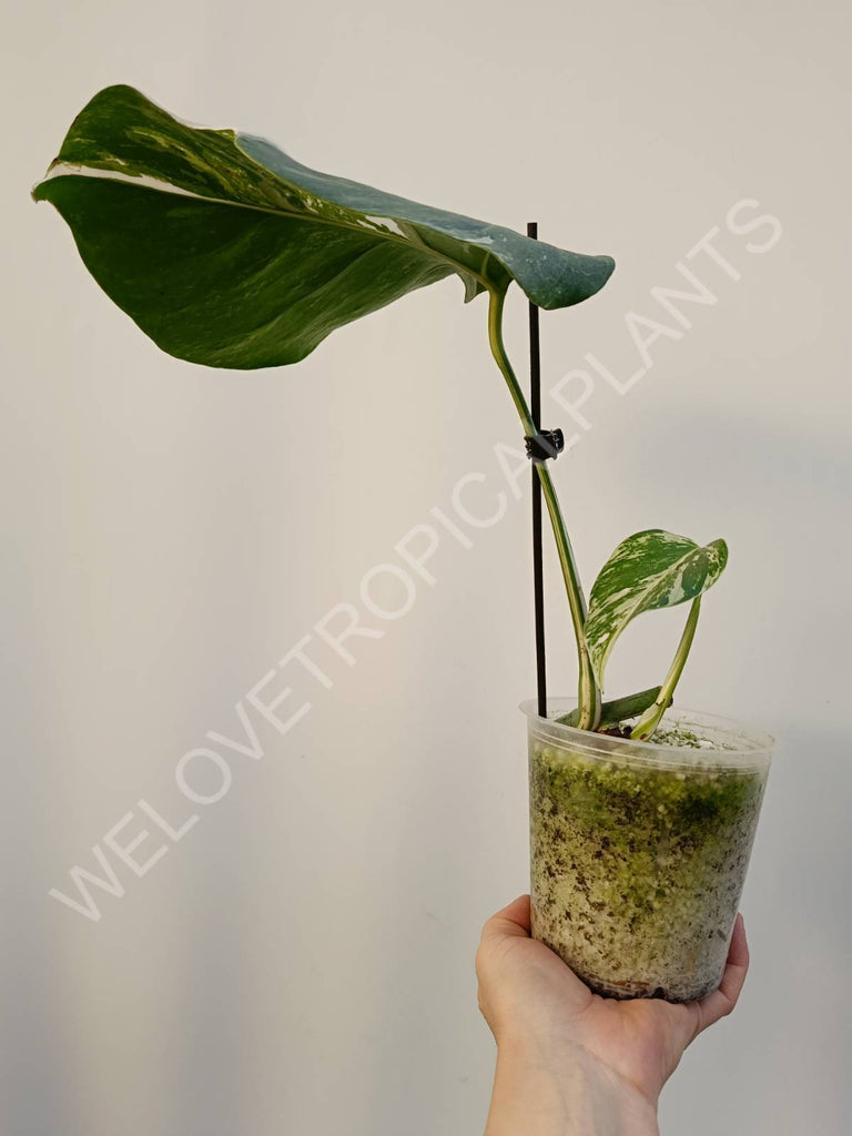 Cutting of monstera variegata