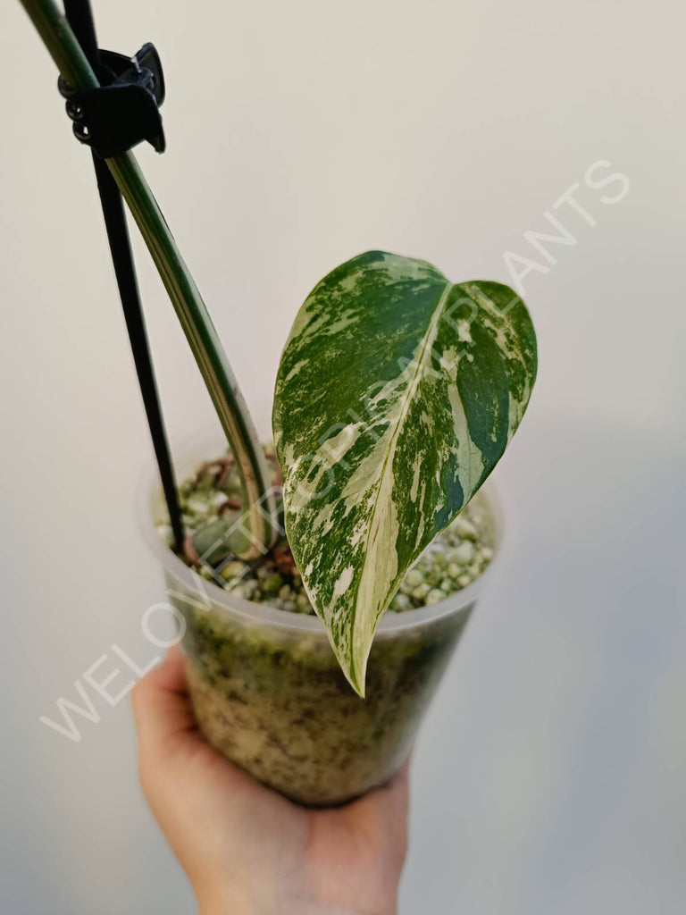 Cutting of monstera variegata