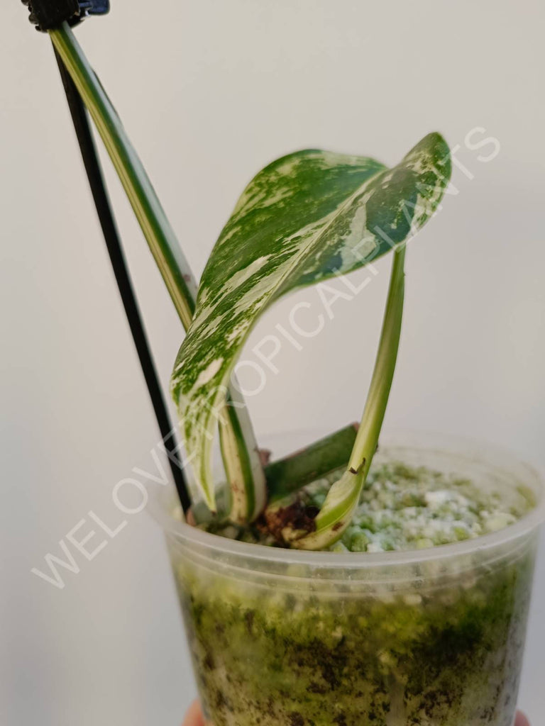 Cutting of monstera variegata