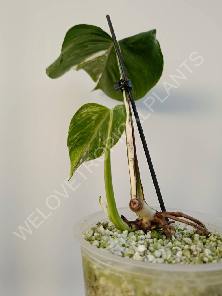 Cutting of monstera variegata