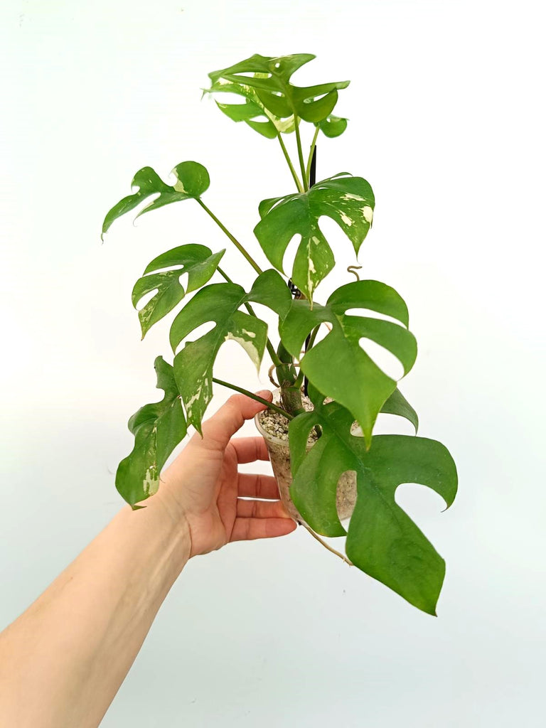 Raphidophora tetrasperma albovariegata - Monstera minima variegata 