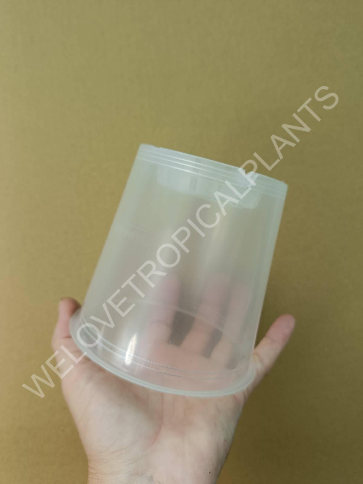 Pot Making Transparent Transparent pot 12 cm - 5x | Welovetropicalplants