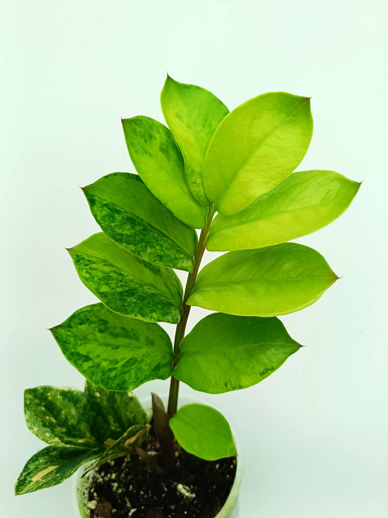 Zamiokulcas zamiifolia variegata