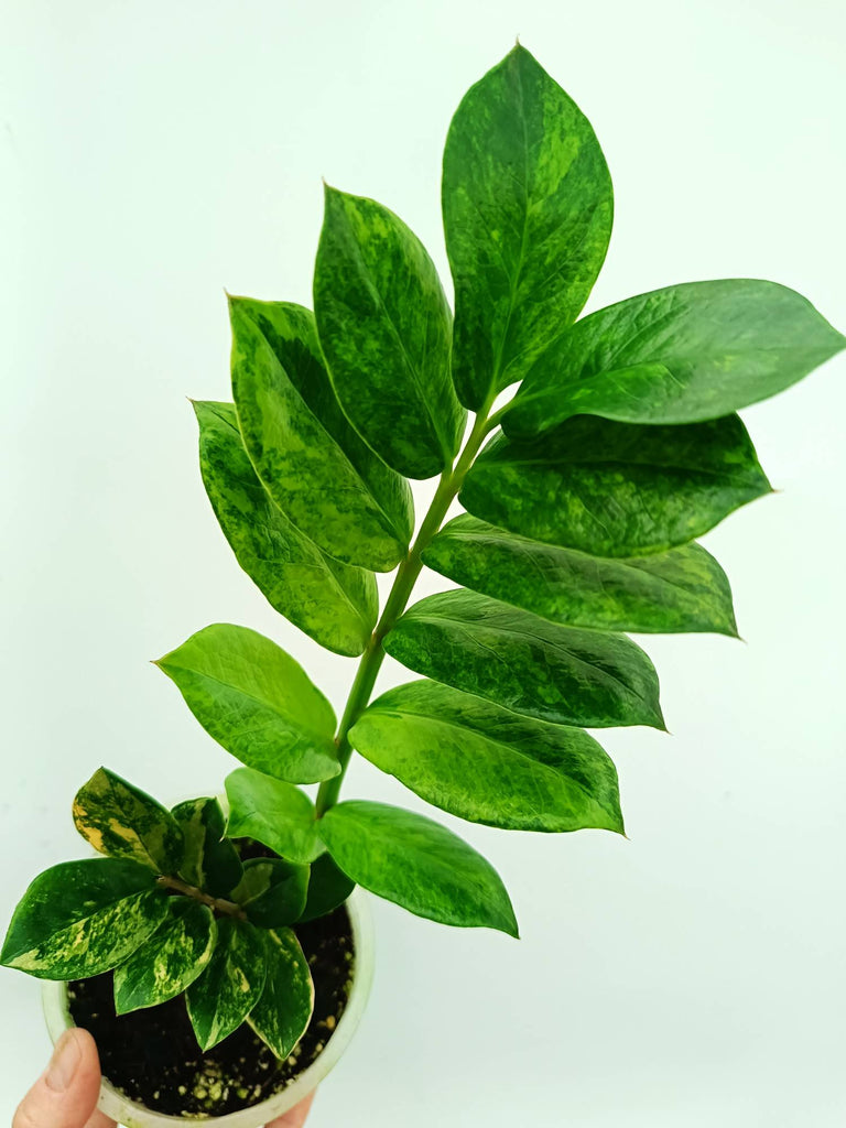 Zamiokulcas zamiifolia variegata