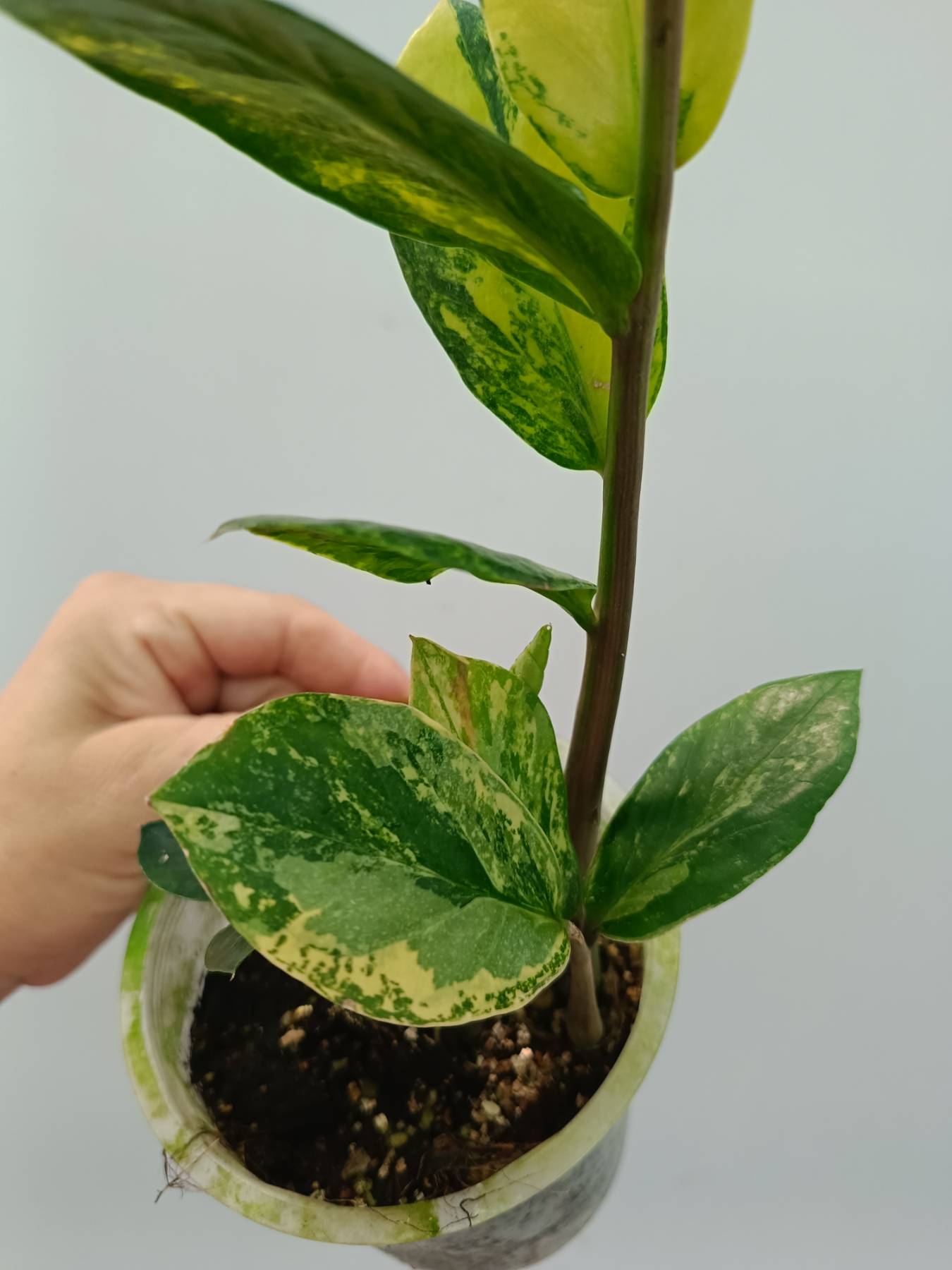 Zamiokulcas Zamiifolia Variegata