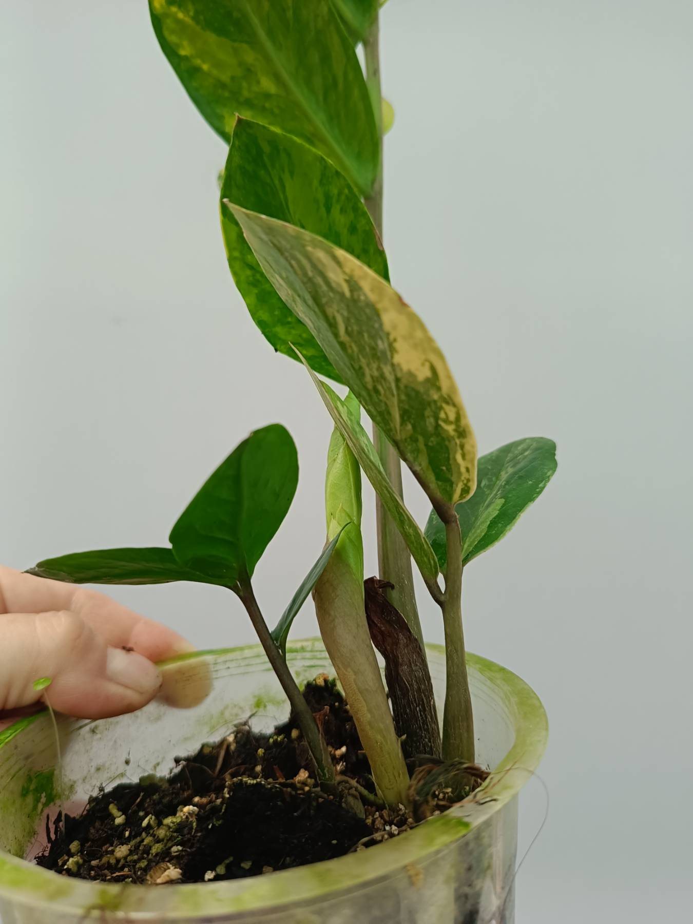 Zamiokulcas Zamiifolia Variegata