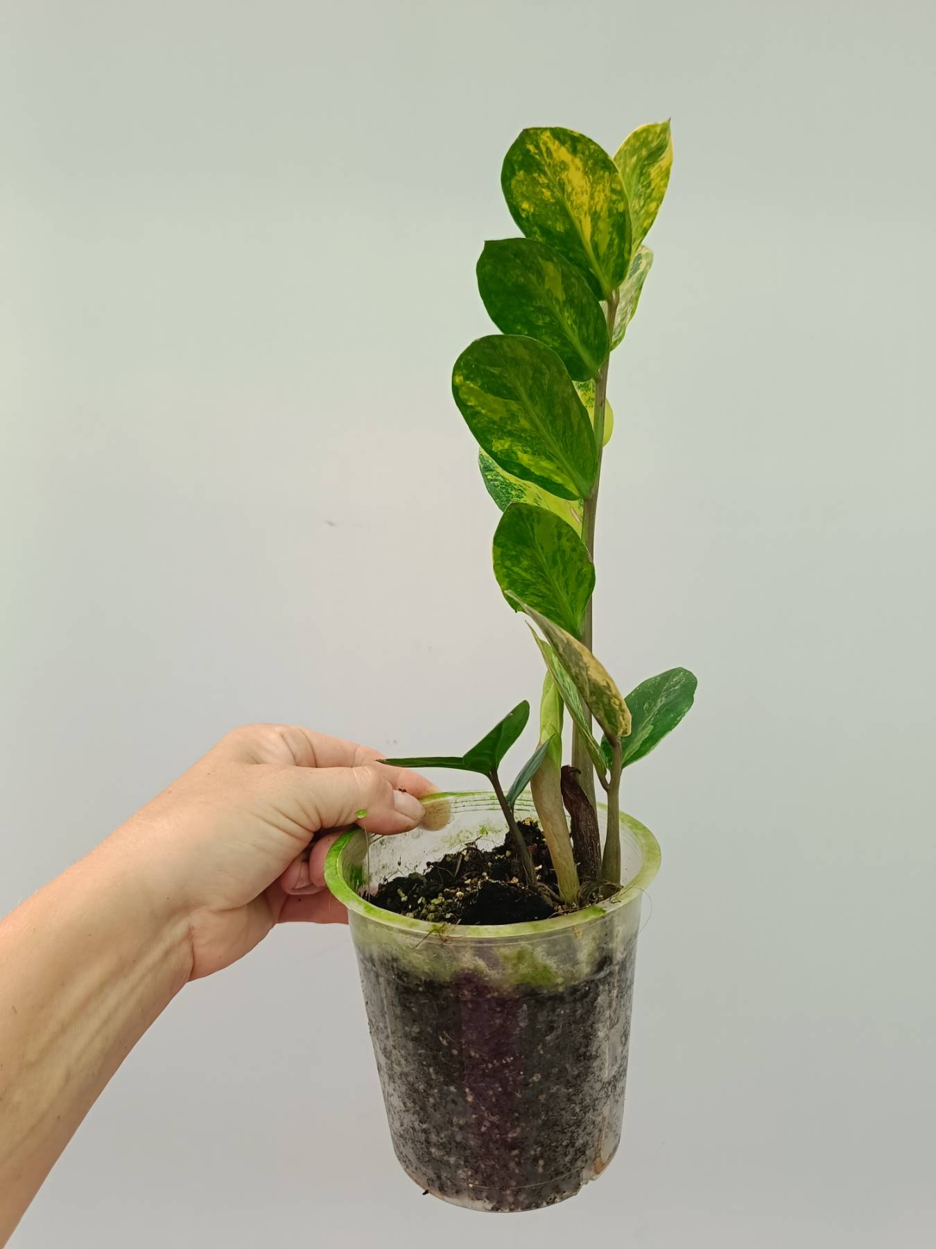 Zamiokulcas Zamiifolia Variegata