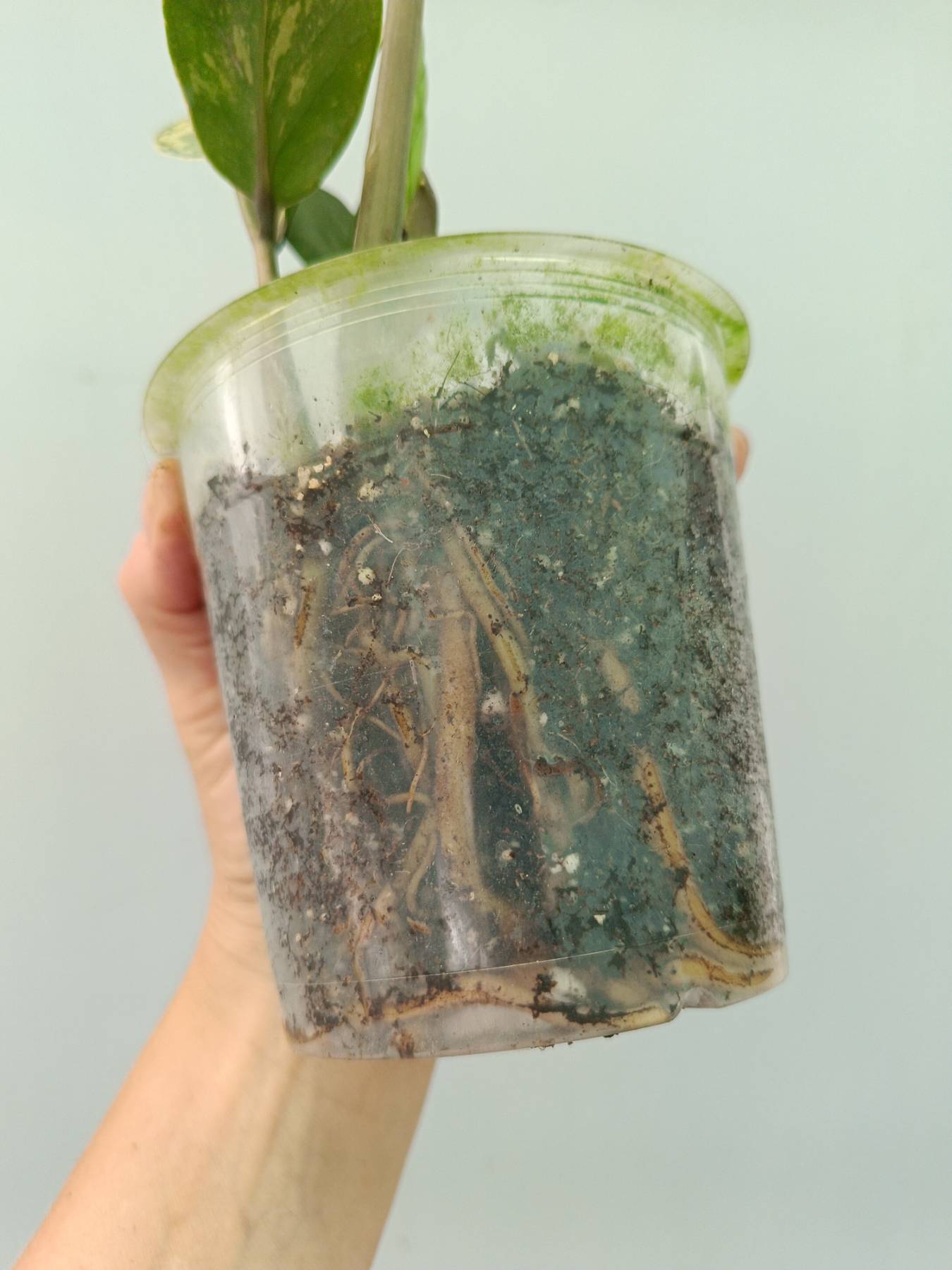 Zamiokulcas Zamiifolia Variegata