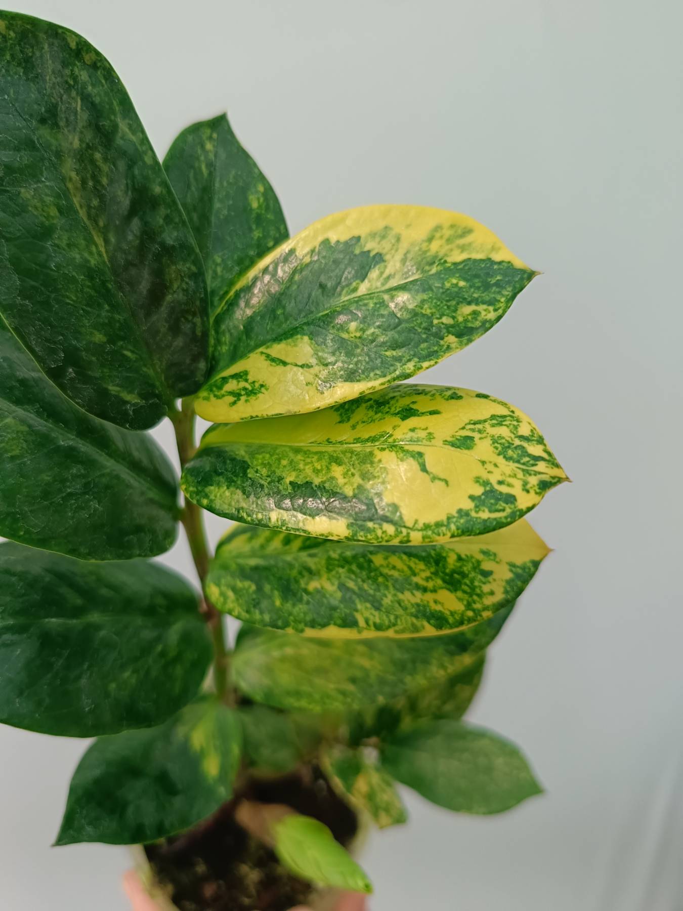 Zamiokulcas Zamiifolia Variegata