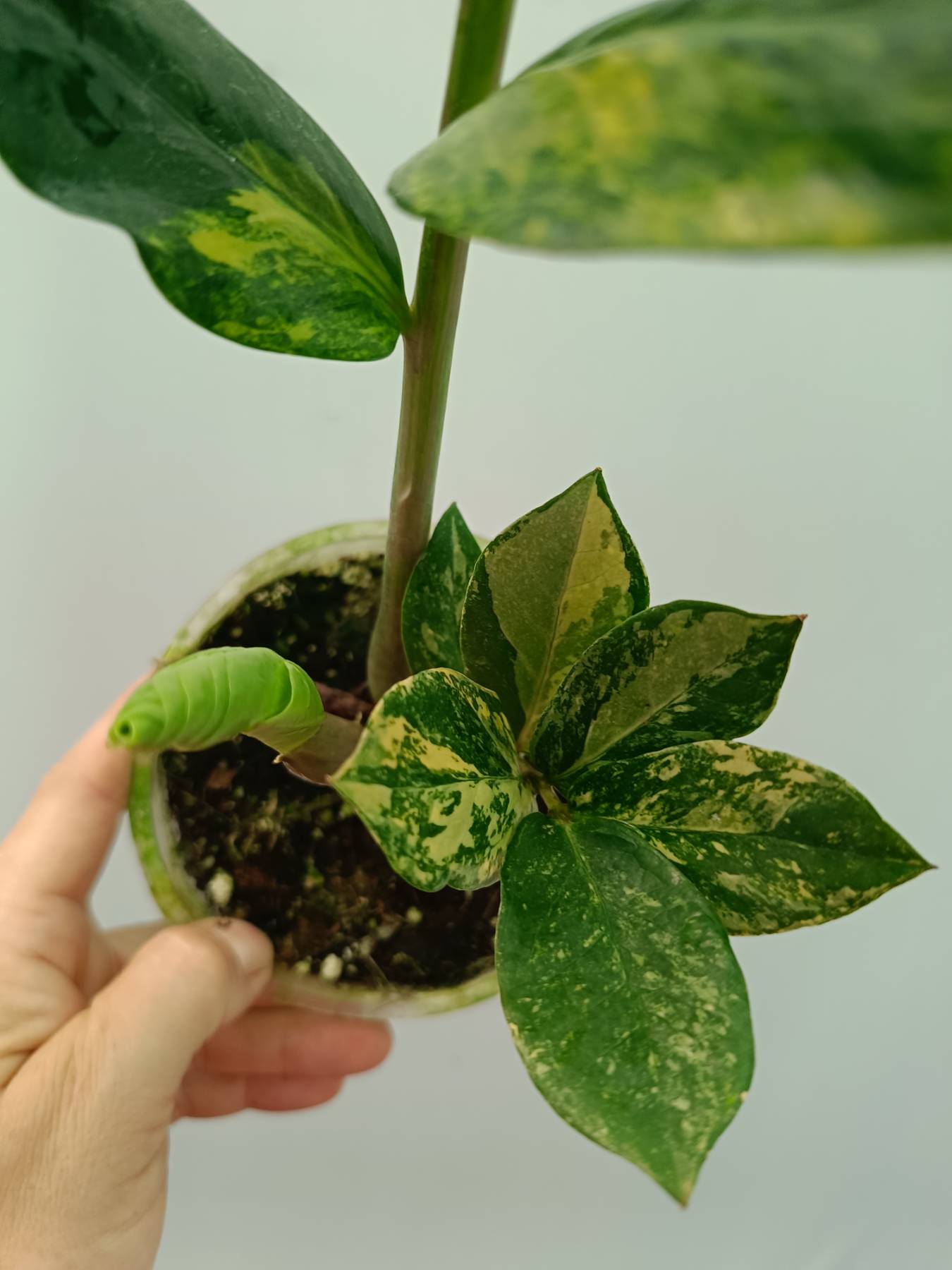 Zamiokulcas Zamiifolia Variegata