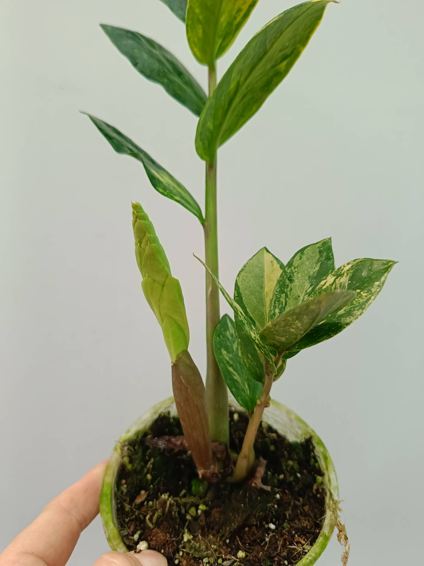 Zamiokulcas Zamiifolia Variegata