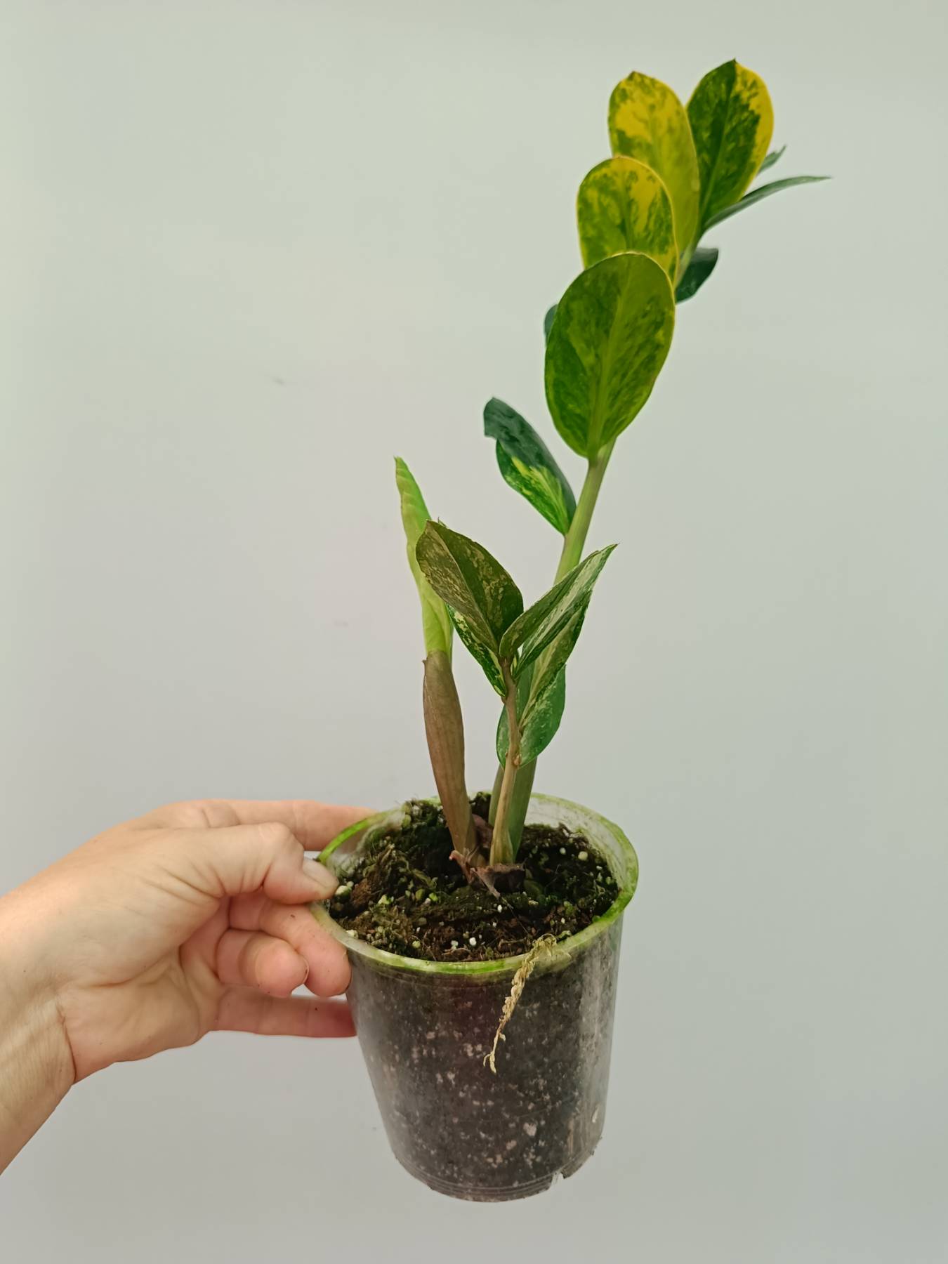 Zamiokulcas Zamiifolia Variegata