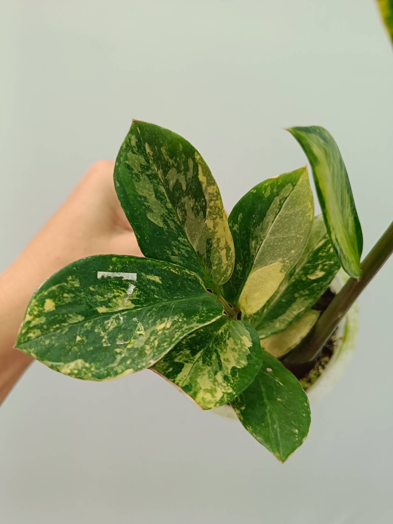 Zamiokulcas Zamiifolia Variegata