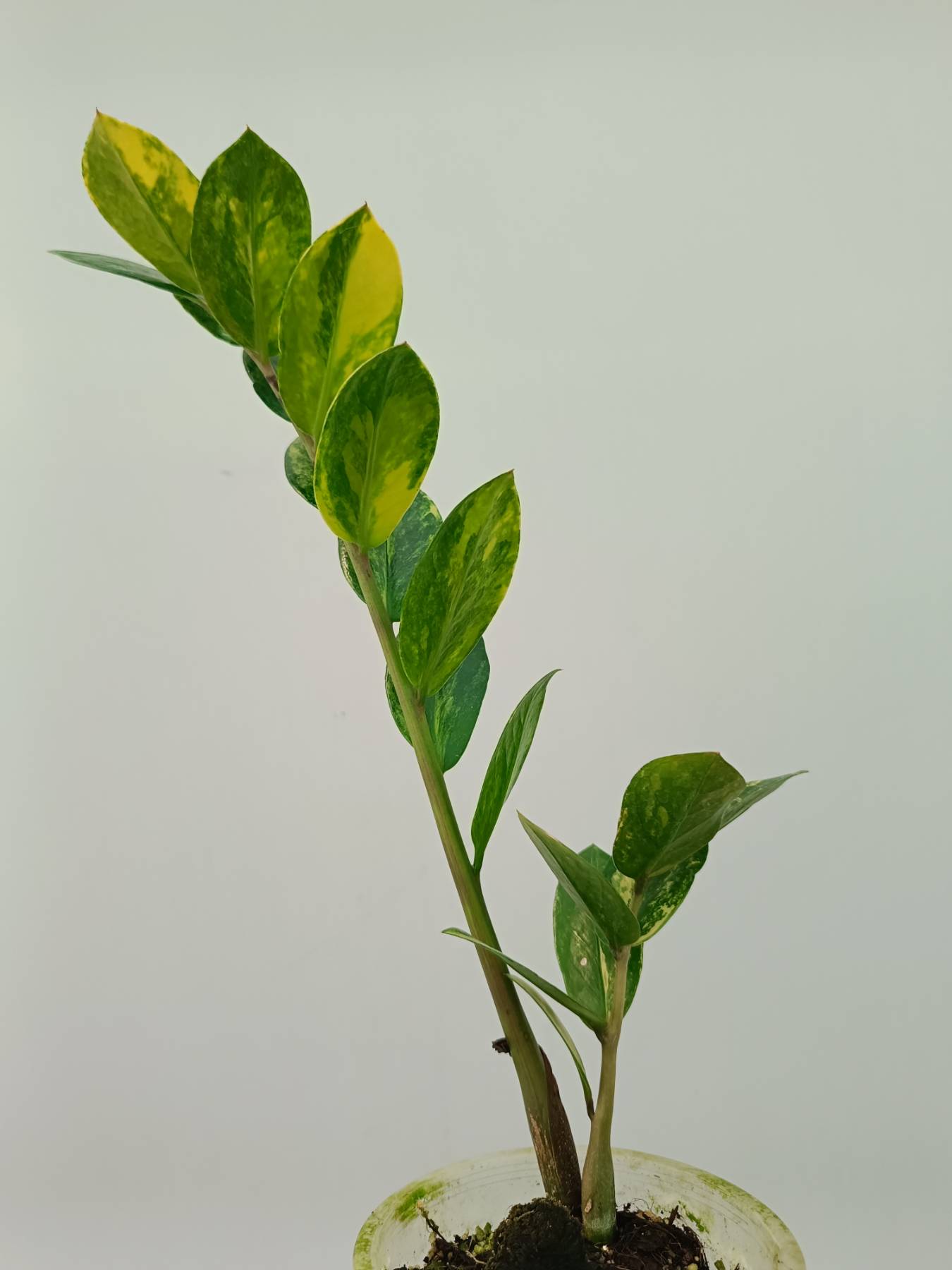 Zamiokulcas Zamiifolia Variegata