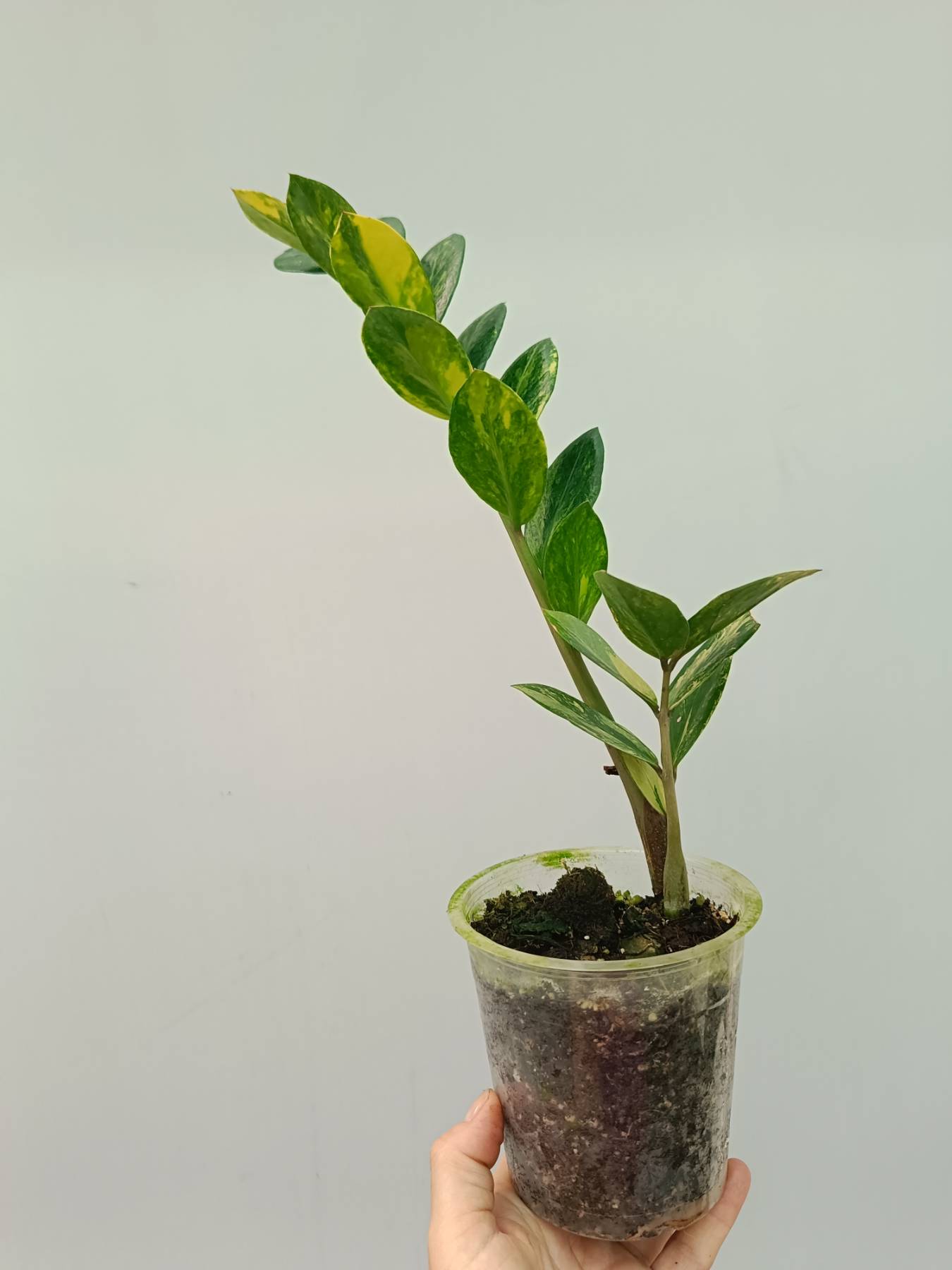 Zamiokulcas Zamiifolia Variegata