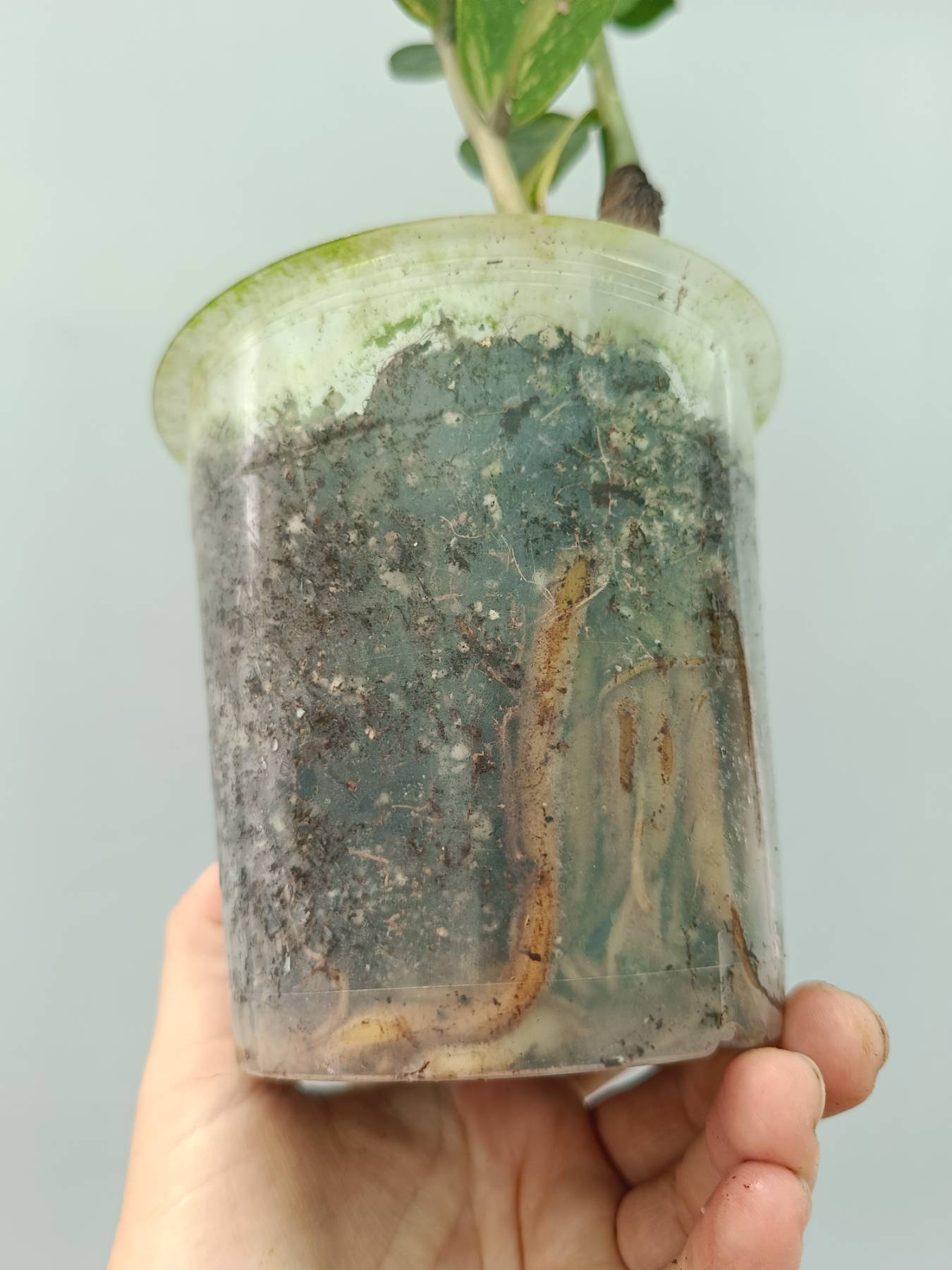 Zamiokulcas Zamiifolia Variegata