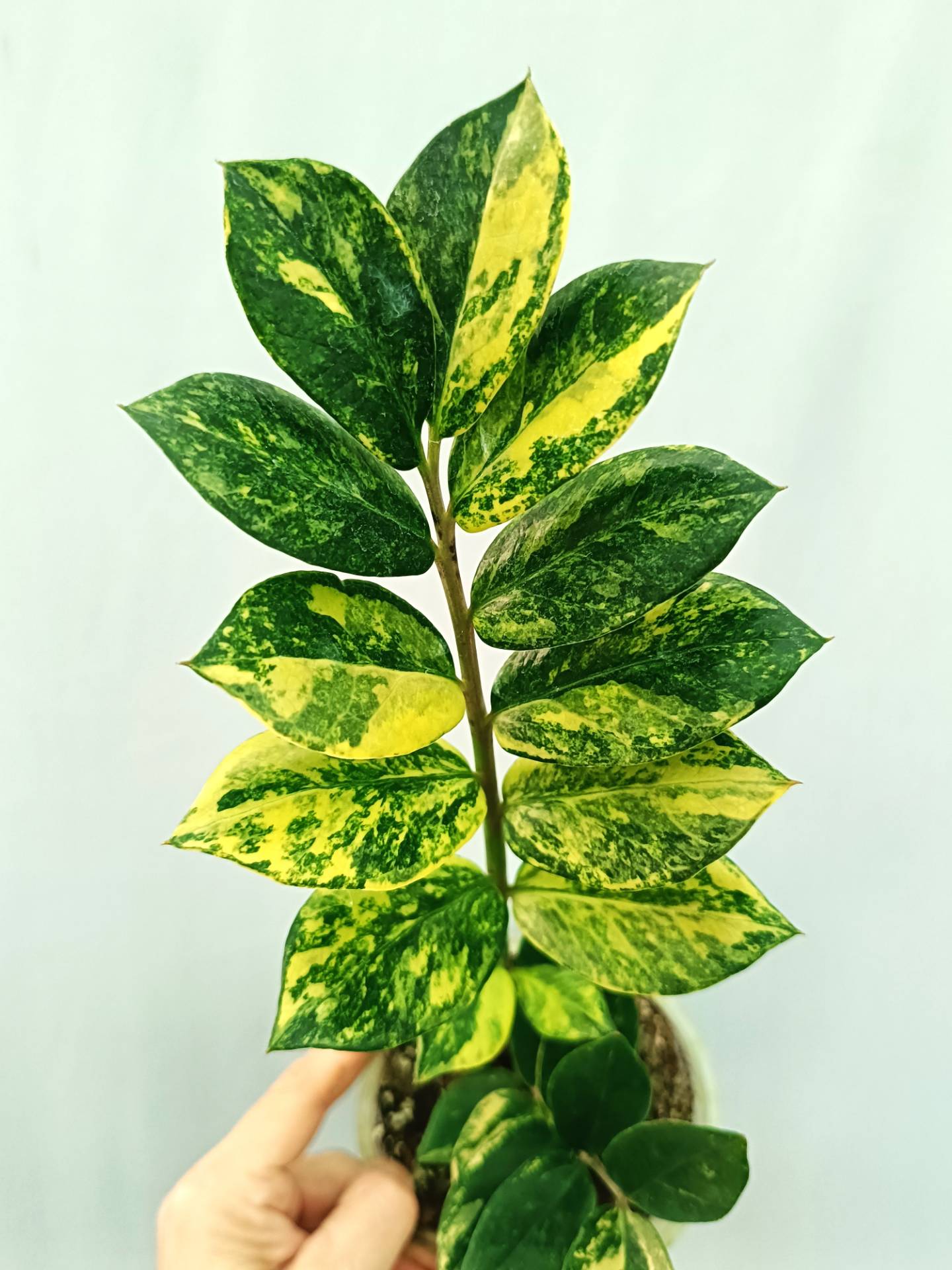 Zamiokulcas Zamiifolia Variegata