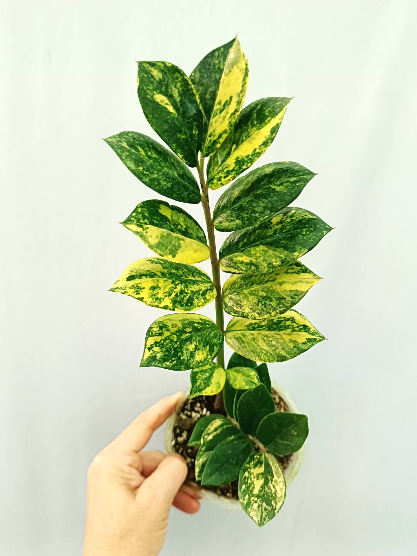 Zamiokulcas Zamiifolia Variegata
