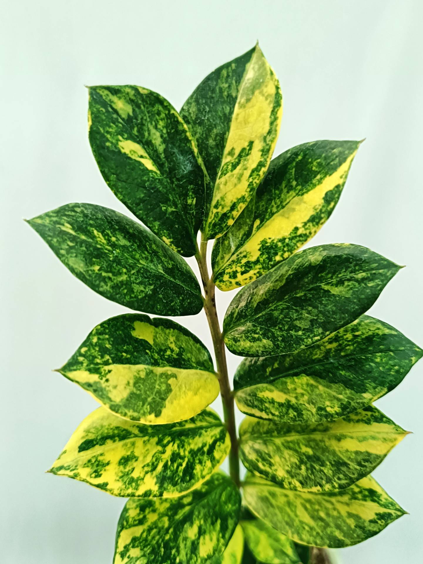 Zamiokulcas Zamiifolia Variegata