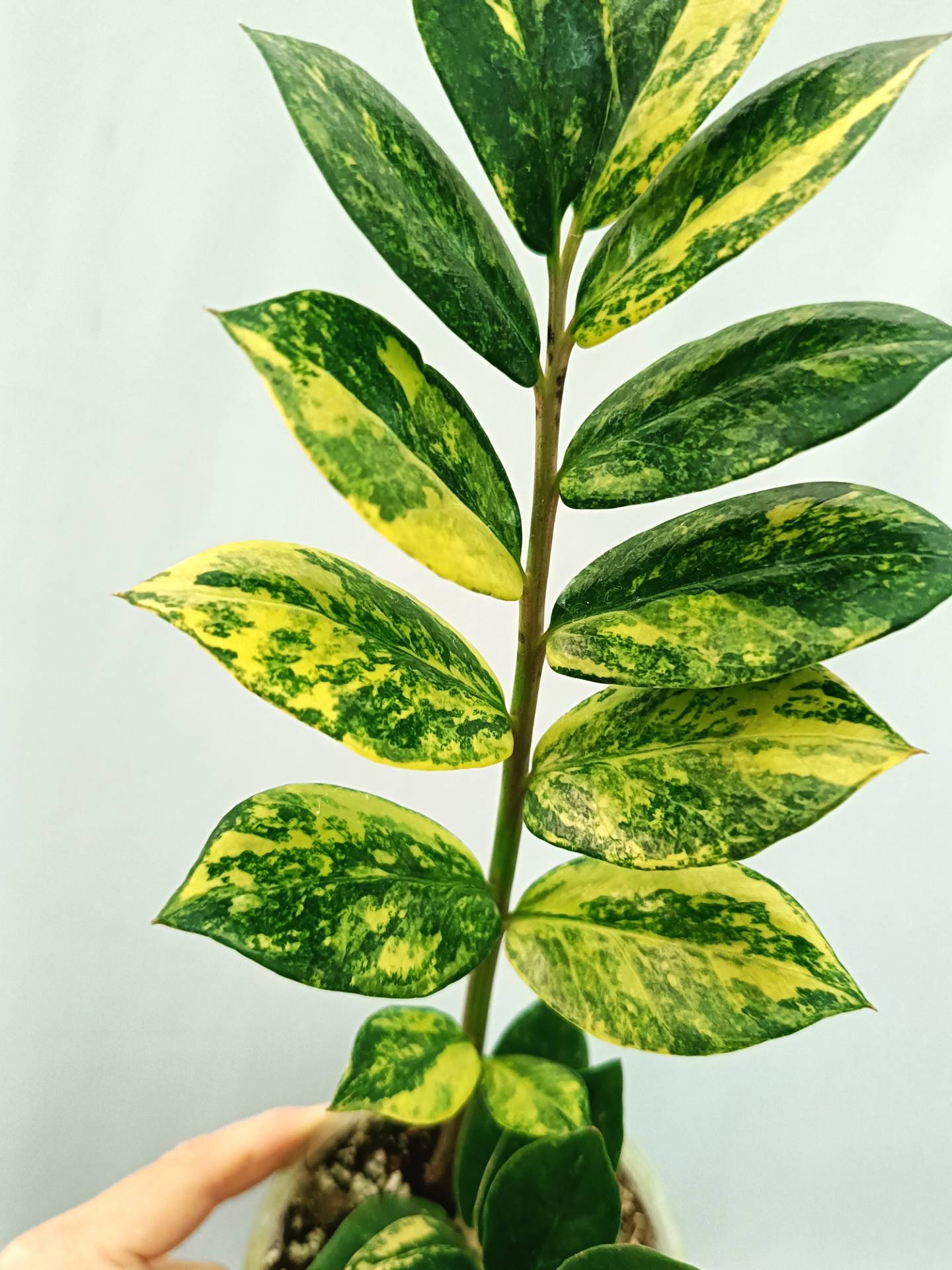 Zamiokulcas Zamiifolia Variegata